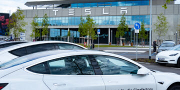 Маск увидел за деревьями 50 гектаров леса